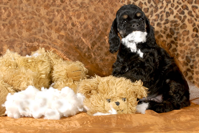 Você quer um cachorro?